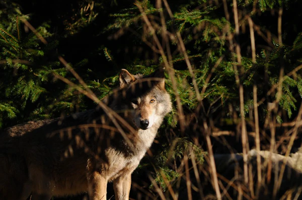 Wolf in freier Wildbahn